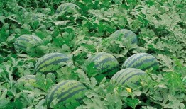 滨海网红吃瓜群微信,揭秘网络八卦背后的故事