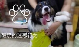 欲望巴士在线观看,在线观看，揭秘都市欲望之旅
