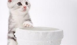 小猫咪热点爆料视频在线观看,在线观看视频背后的故事