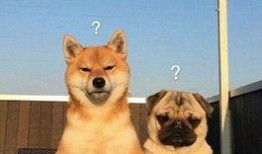 巴哥爆料黑胡子视频,黑胡子神秘视频曝光，内幕惊人！