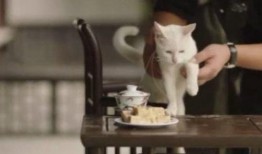 有网友爆料小猫咪吗视频,萌宠小猫咪的趣味视频集锦