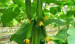 滨海网红吃瓜群微信,揭秘网络八卦背后的故事