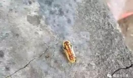 罗非鱼邻居爆料视频,揭秘水下生活点滴