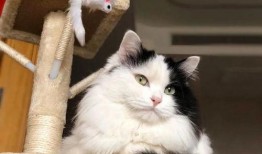 小猫咪热点爆料视频在线观看,在线观看视频背后的故事