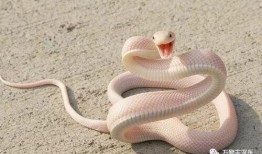 和平精英新宠物最新爆料蛇蛇,神秘蛇形伙伴即将加入战场