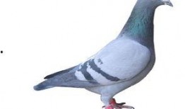 鸽子爆料美娜视频播放在线观看,美娜视频在线播放，精彩瞬间不容错过