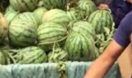 即墨网红吃瓜事件,揭秘网络舆论背后的真相与争议