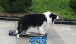 叶枫爆料边牧视频大全下载,边牧视频大全下载，一网打尽萌宠瞬间