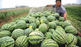 青岛的网红吃瓜事件,揭秘网络舆论的风暴与真相