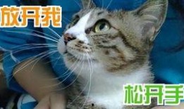 小猫咪热点爆料视频在线观看,在线观看视频背后的故事