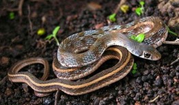 和平精英新宠物最新爆料蛇蛇,神秘蛇形伙伴即将加入战场