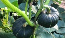 早期网红吃瓜事件真相,真相背后的惊人内幕