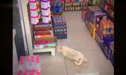 小卖部爆料火腿肠视频,视频爆料背后的真相