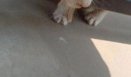有网友爆料小猫咪吗视频,萌宠小猫咪的趣味视频集锦