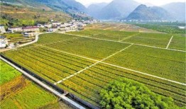 今日农村爆料最新消息,最新动态揭示农村发展新趋势