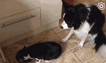 叶枫爆料边牧视频大全下载,边牧视频大全下载，一网打尽萌宠瞬间