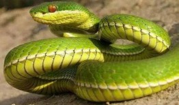 和平精英新宠物最新爆料蛇蛇,神秘蛇形伙伴即将加入战场