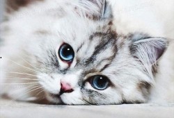 有网友爆料小猫咪吗视频,萌宠小猫咪的趣味视频集锦