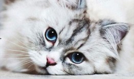 有网友爆料小猫咪吗视频,萌宠小猫咪的趣味视频集锦