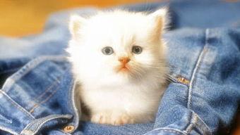 娱乐吃瓜君罗小猫,娱乐吃瓜界的“猫界网红”