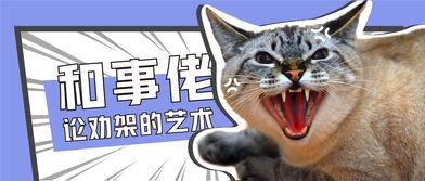 娱乐吃瓜君罗小猫,娱乐吃瓜界的“猫界网红”